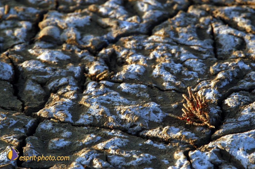 Nom de l'image : EP08-0402_(c)Norbert-JUNG — Description :